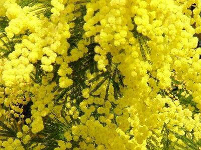 Mimose_1