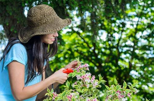 blog_giardinaggio